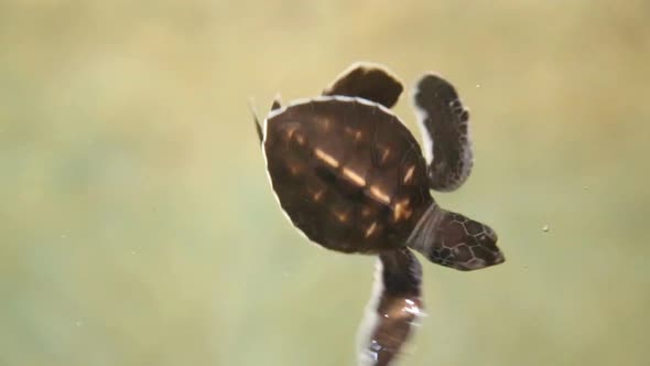 Baby Turtles Swimming In Pool At Kosgoda Lagoon Turtle Hatchery 7