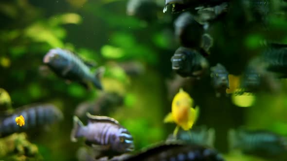 Fish In Aquarium 15