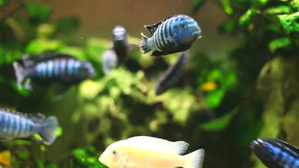 Fish In Aquarium 2