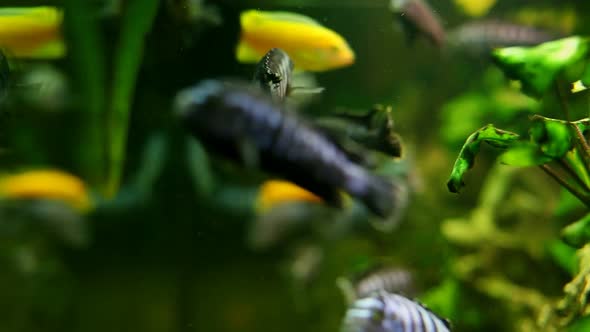 Fish In Aquarium 21