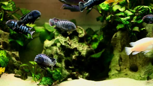 Fish In Aquarium 22