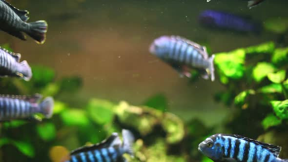 Fish In Aquarium 4