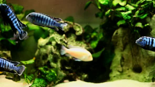 Fish In Aquarium 7
