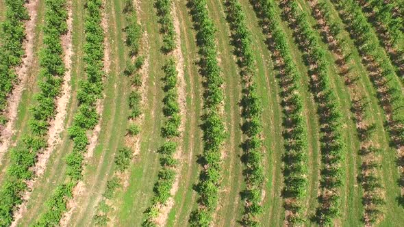 Beautiful Aerial Landscape Of Vineyard Fields In Slovenia. 4