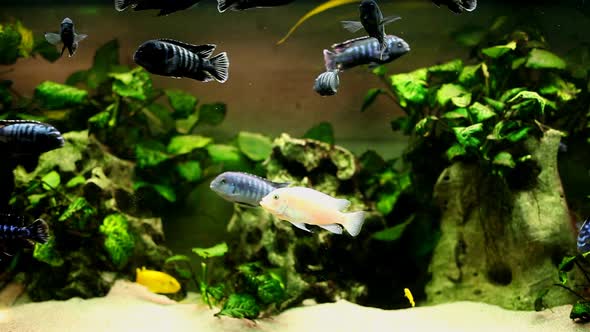 Fish In Aquarium 9