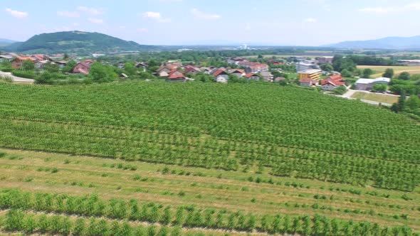 Beautiful Aerial Landscape Of Vineyard Fields In Slovenia. 8