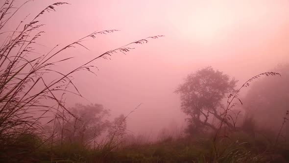 View Of Foggy Sunrise On The Little Adam's Peak In Ella, Sri Lanka 20