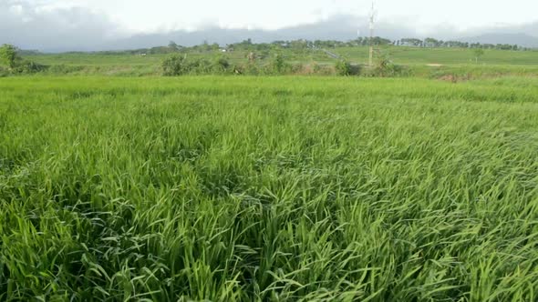Grass Rice In Wind 2