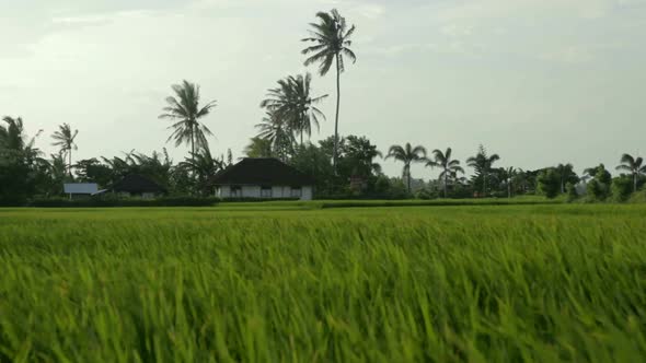 House In Paddy Field 2