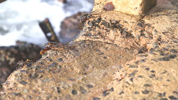 Little Crabs Carrying Walking About On Seaside