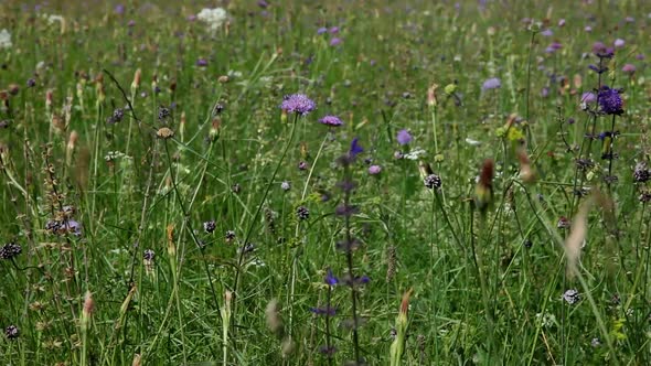 Wild Flowers In Field In Countryside 2