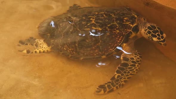 Adult Turtle Swimming In Pool In Conservation Area In Sri Lanka 1