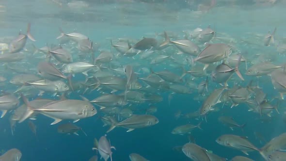 Shoal Of Jack Fish In Tulemben In Bali, Indonesia 1