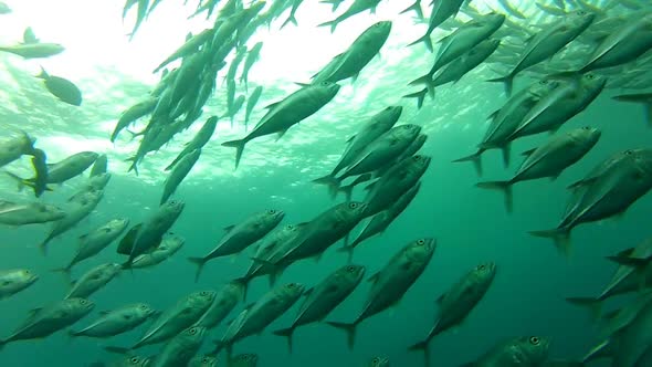 Shoal Of Jack Fish In Tulemben In Bali, Indonesia 11