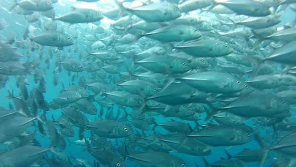 Shoal Of Jack Fish In Tulemben In Bali, Indonesia 12