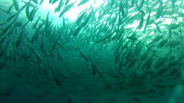 Shoal Of Jack Fish In Tulemben In Bali, Indonesia 4