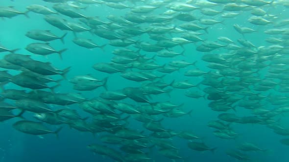 Shoal Of Jack Fish In Tulemben In Bali, Indonesia 7