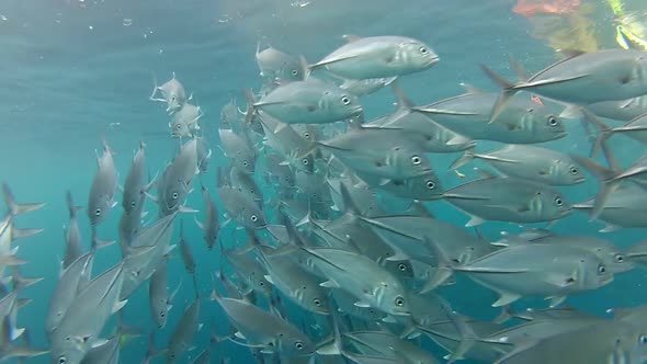 Shoal Of Jack Fish In Tulemben In Bali, Indonesia 9