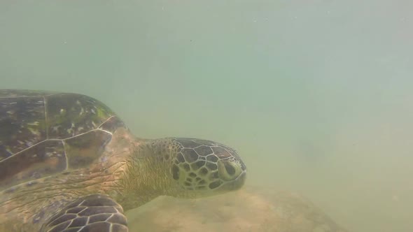 Slow Motion Of Turtle Being Fed Seaweed By Local Man To Entertain Tourists
