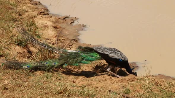 The View Of A Peacock In Yala National Park, Sri Lanka. 1