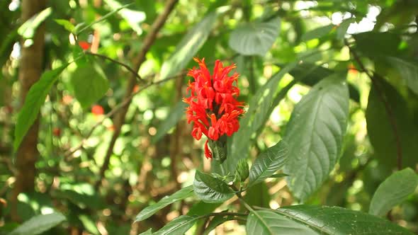 Tracking Shot Of A Beautiful Red Flower In Botanical Gardens.