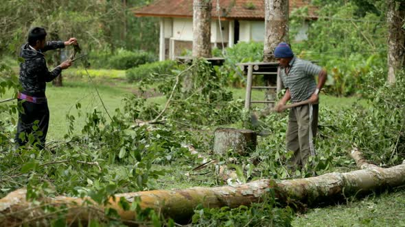 Man Cutting Tree alt