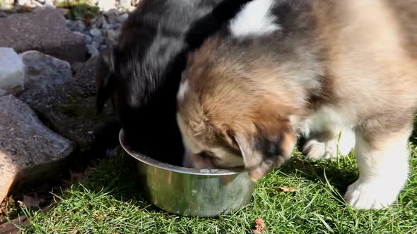 Puppies Feeding