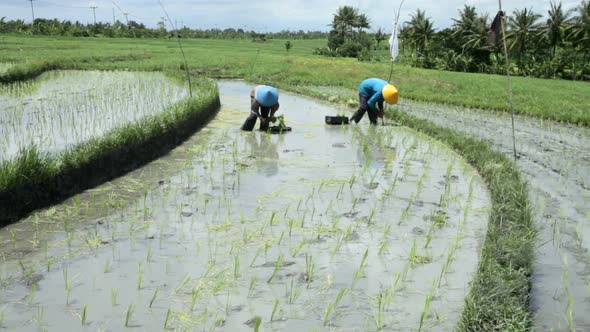 Rice Farmers 1