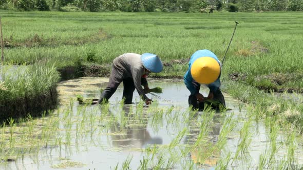 Rice Farmers 2