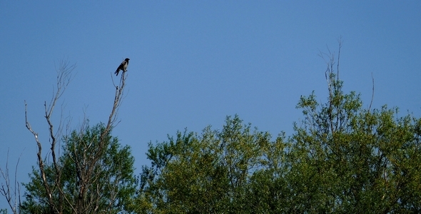 Corvus (genus)