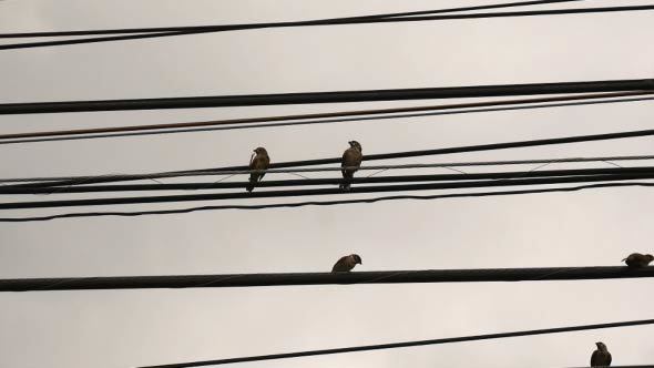Bird Wire