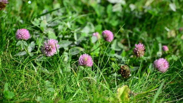 Blooming Clover On  Lush Summer Meadow
