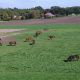 Fly Over Corn, Horses And Meadow - VideoHive Item for Sale