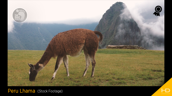 Peru Lhama at Machu Picchu