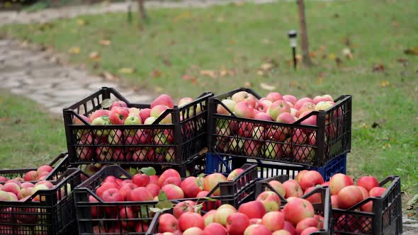 Ripe juicy red apples lie in boxes in garden. Summer sunny day in the fruit garden. Picked fruit. 