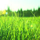 Green Grass - VideoHive Item for Sale
