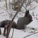 Squirrel Eating Food On The Snow - VideoHive Item for Sale