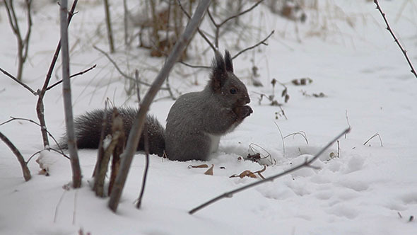 Squirrel Eating Food On The Snow