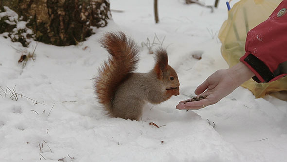 Squirrel Eating With Human Hands