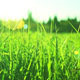 Green Grass  - VideoHive Item for Sale