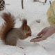 Squirrel Eating With Human Hands - VideoHive Item for Sale