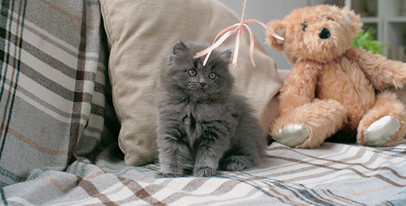 Playful Furry Kitten alt