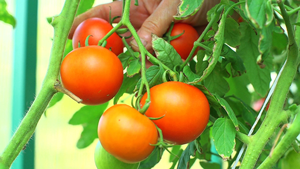 Ripe Tomatoes