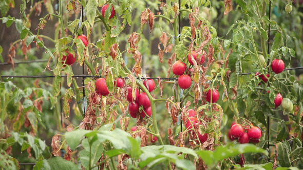 Tomato Bush In The Rain