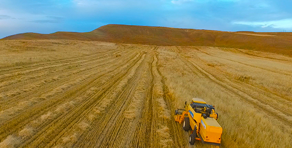 Aerial Wheat Field