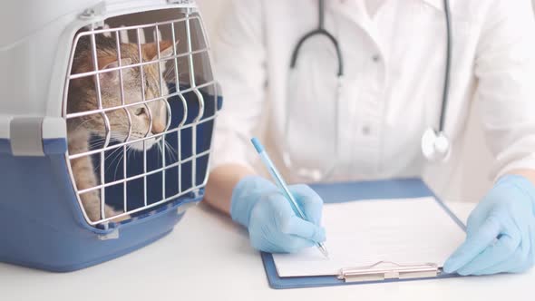 Veterinarian Writing Notes Near Carrier Box with Cat