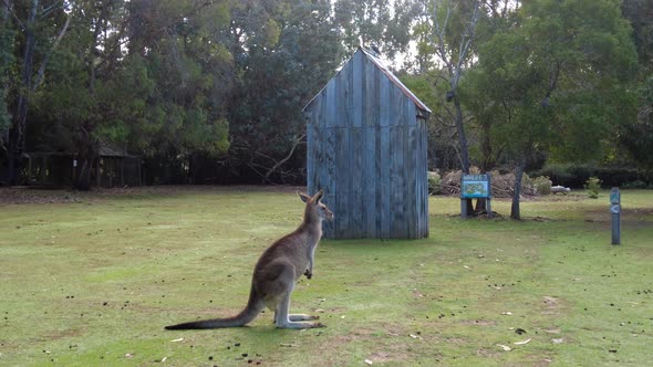 Kangaroo with ears rotating and listening in front of a shed at dusk.