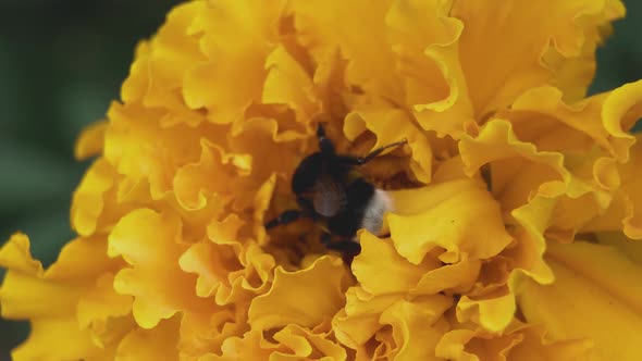 The striped bumblebee collects nectar from the bud of a yellow marigold flower