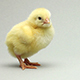 Newborn chicken walking through - VideoHive Item for Sale