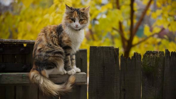 Cat On Fence